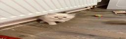 Ragdoll cats for sale: 🐾 Adorable Ragdoll  Kittens for Sale! 🐾  - Advert 3