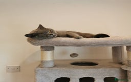 British Shorthair cats for sale: Female British Shorthair 3 years old - Image 2