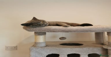 British Shorthair cats - Advert 9