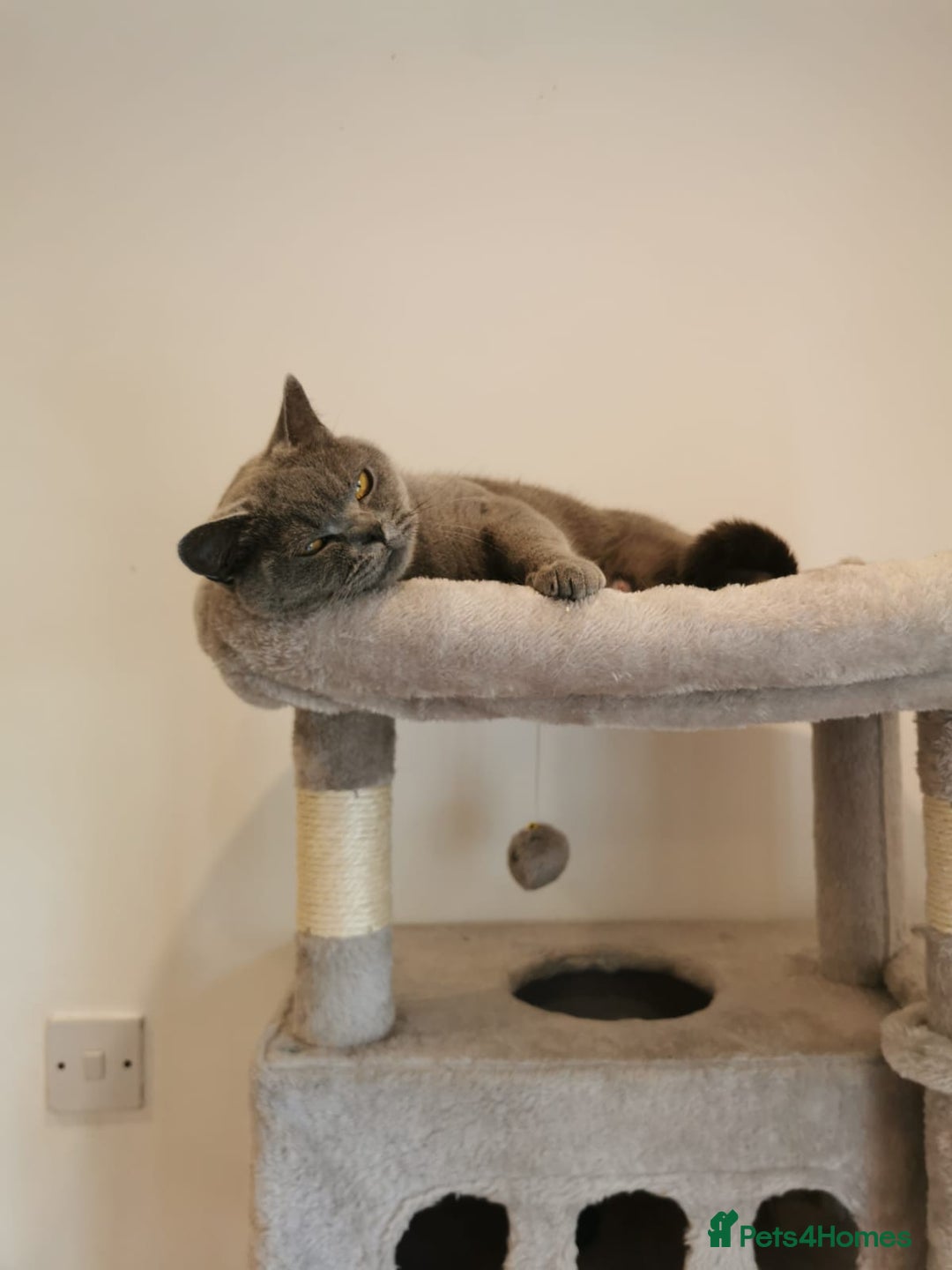 British Shorthair cats for sale: Female British Shorthair 3 years old - Image 2