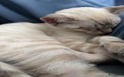Ragdoll cats for sale: 2 ragdoll x bengal kittens  - Image 5