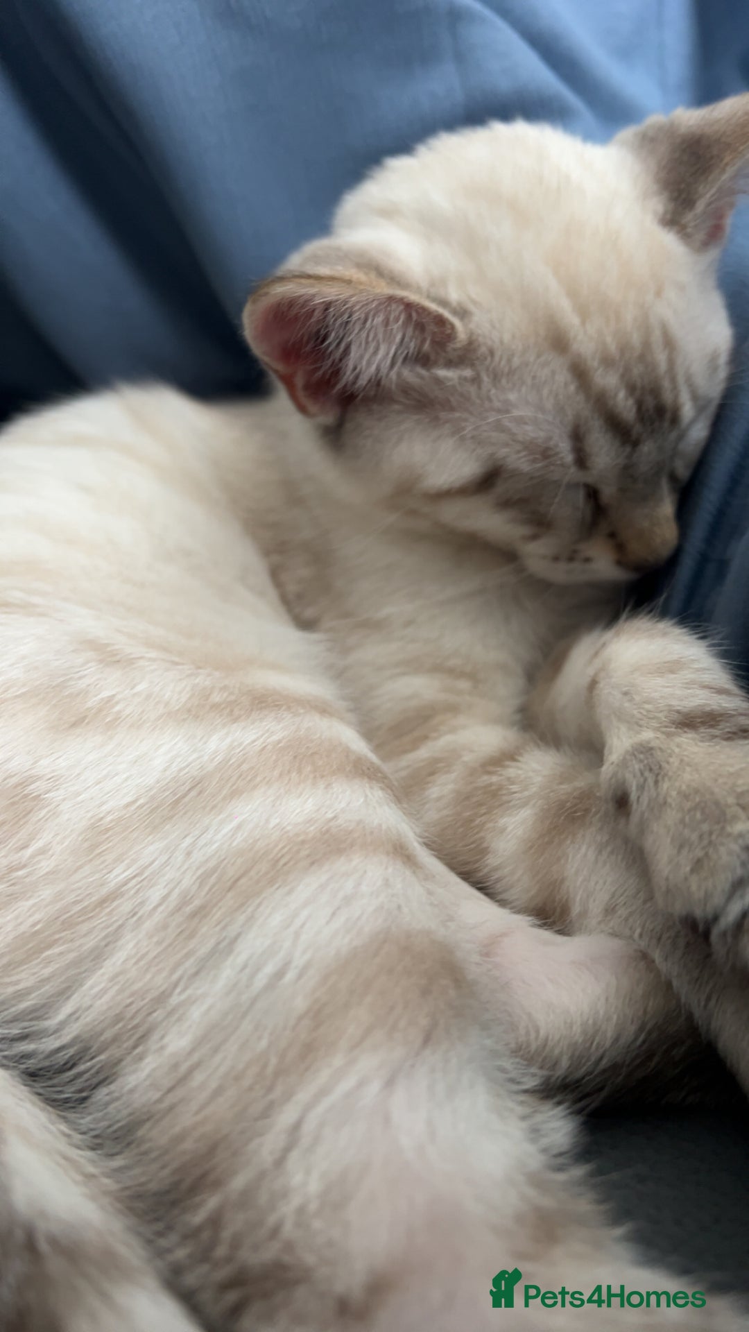Ragdoll cats for sale: 2 ragdoll x bengal kittens  - Image 5