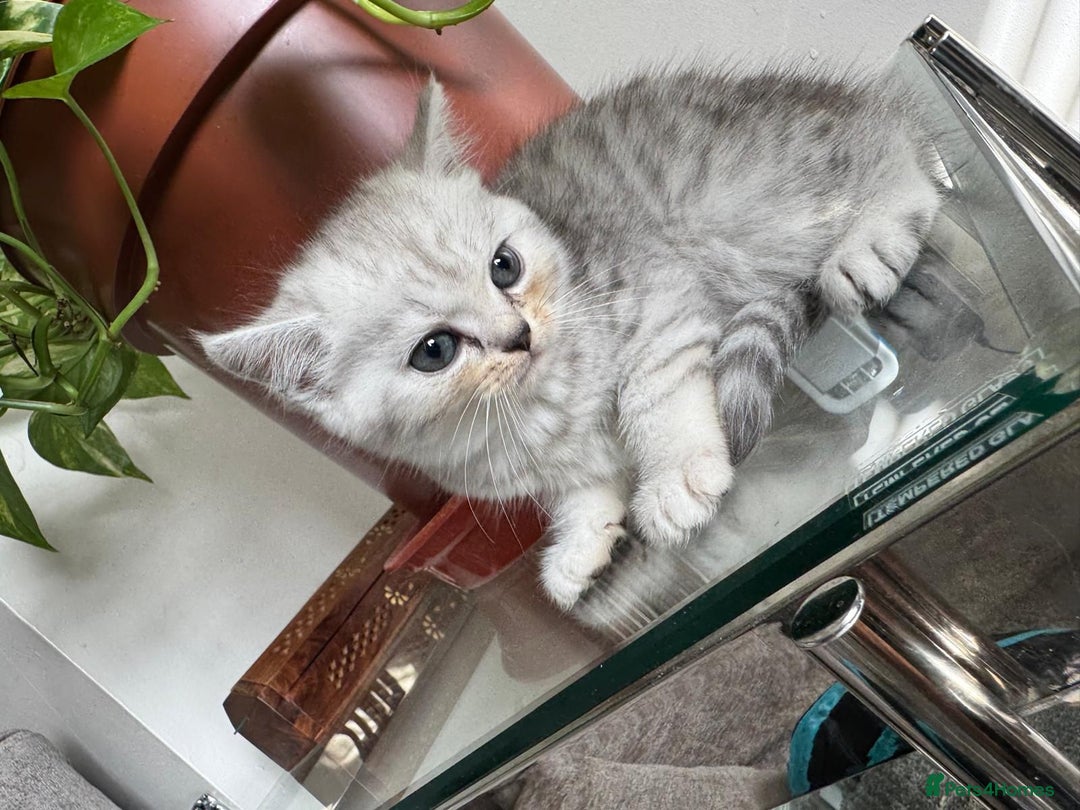 British Shorthair cats for sale: British shorthair  - Image 4