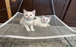 British Shorthair cats for sale: Gorgeous British Shorthair Kittens – Now Ready - Image 7