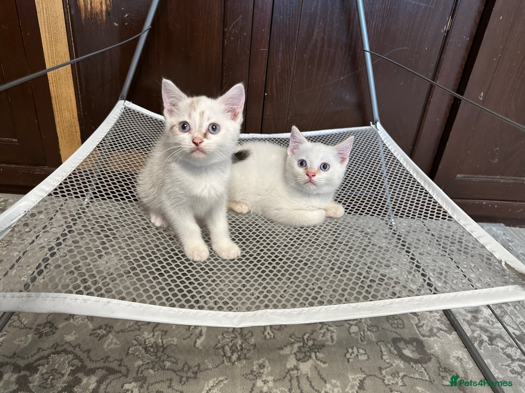 British Shorthair cats for sale: Gorgeous British Shorthair Kittens – Now Ready - Image 7