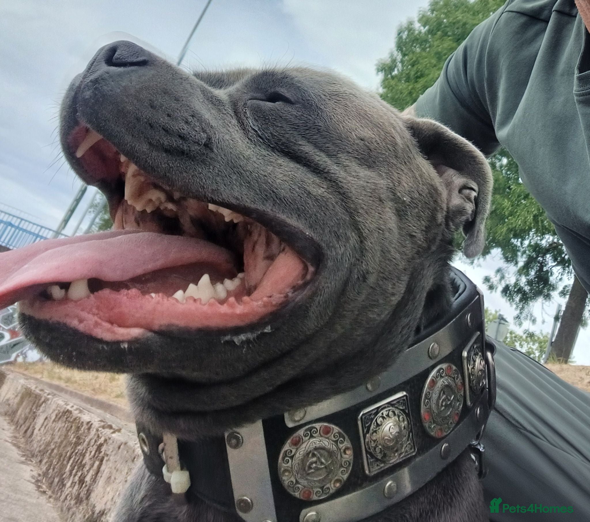 Staffordshire Bull Terrier dogs ZEUS for stud duties fully kc stunning boy - Advert 18