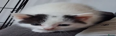 Ragdoll Kitten 1