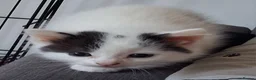 Ragdoll cats for sale: 4 kittens available – reserve yours now - Advert 20