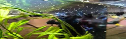 Bettas fish for sale: Bettas / Fighters mix beautiful blues & tempered  in Yelverton - Advert 3