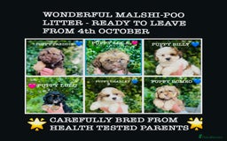 Shih Tzu dogs for sale: 🌟OUTSTANDING MALSHIPOO LITTER🌟Ready from 4/10/25 - Image 1