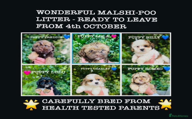 Shih Tzu dogs - Advert 1