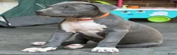 Staffordshire Bull Terrier dogs for sale: American Staffordshire terrier.ready to leave!!!  - Advert 22