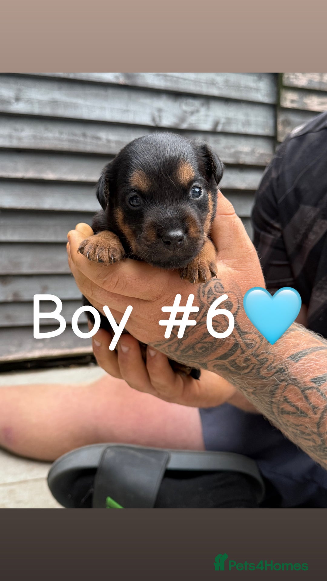 Patterdale Terrier dogs for sale: Patterdale terrier puppies for sale  - Image 12