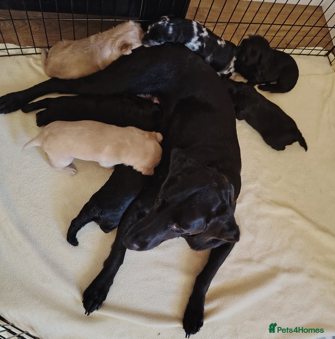 Labradoodle dogs for sale: F1 labradoodles ready 18th december - Image 10