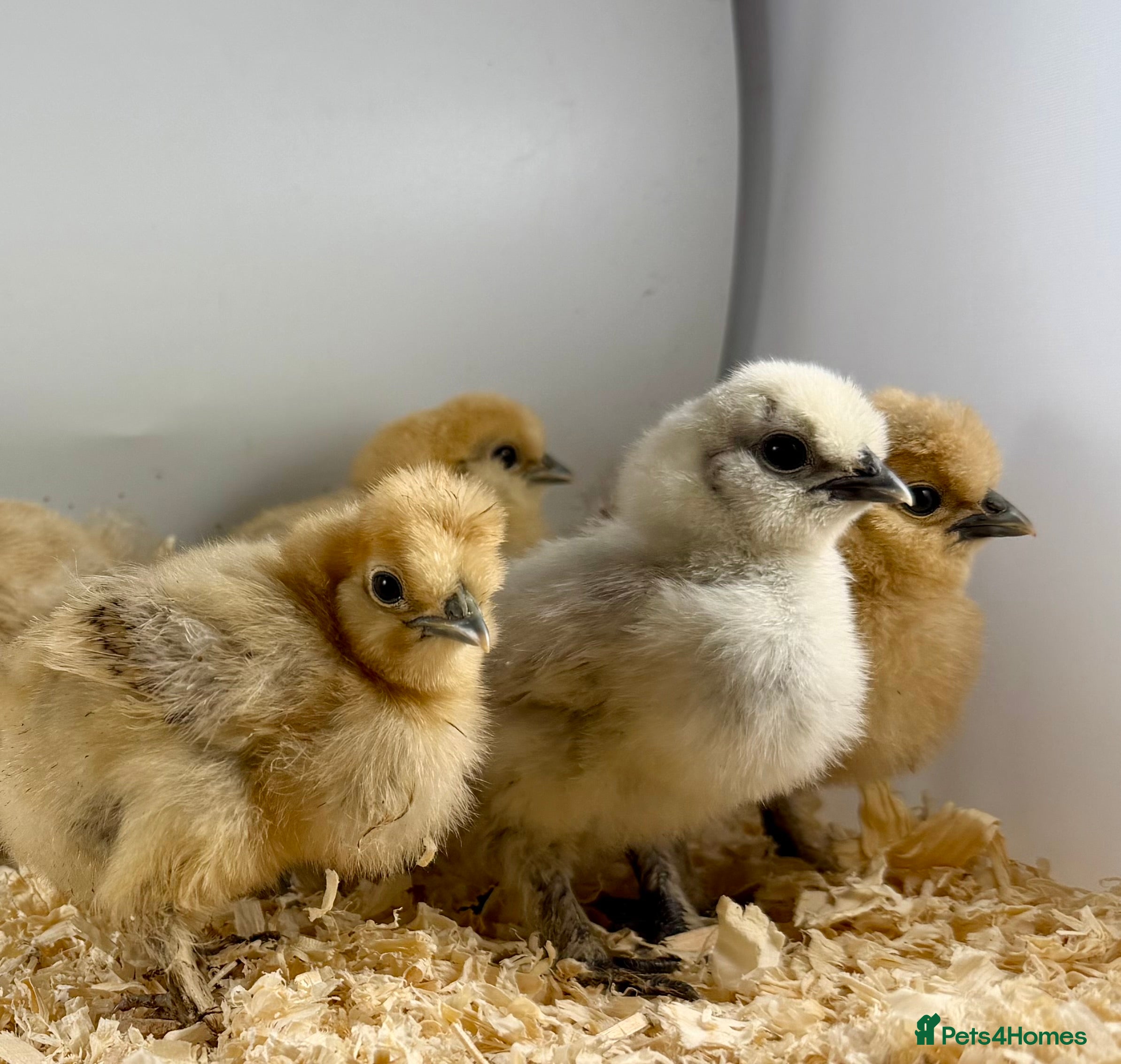 Chickens poultry Chicks, USA Bearded Silkies, Vorwerk, LF Brahma  - Advert 12