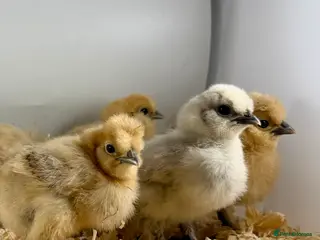 Chickens poultry Chicks, USA Bearded Silkies, Vorwerk, LF Brahma - Advert 12