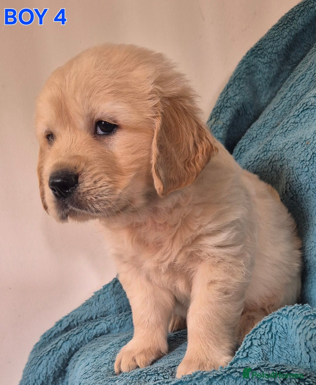 Golden Retriever dogs for sale: Show type Golden Retrievers health tested parents - Image 19