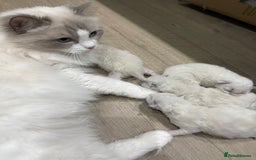 Ragdoll cats for sale: Female kitten become available! Pure Ragdoll in Derby - Image 6
