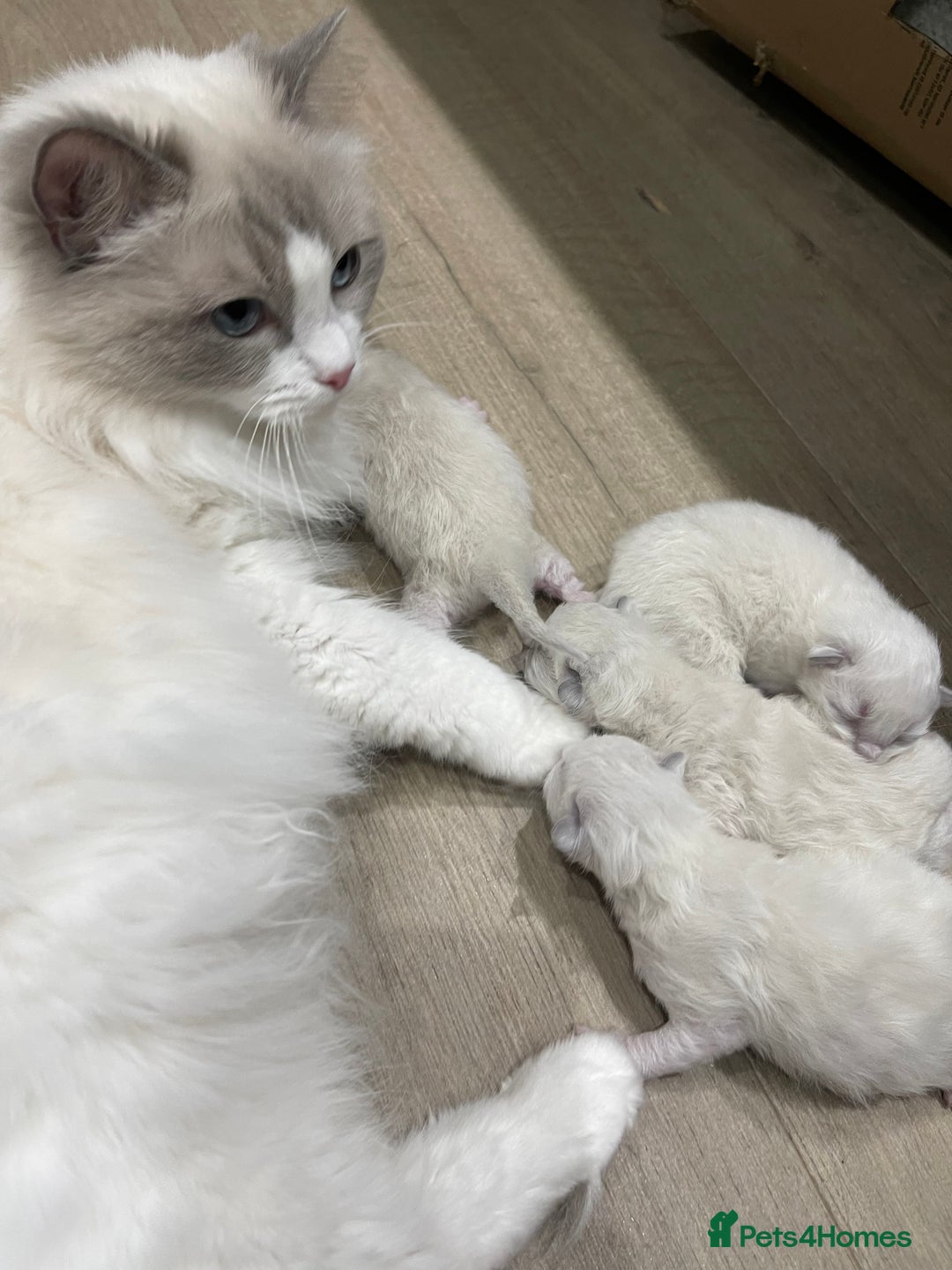 Ragdoll cats for sale: Female kitten become available! Pure Ragdoll in Derby - Image 6