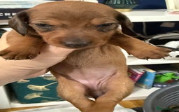 Miniature Dachshund dogs for sale: Miniature dachshund  - Image 5