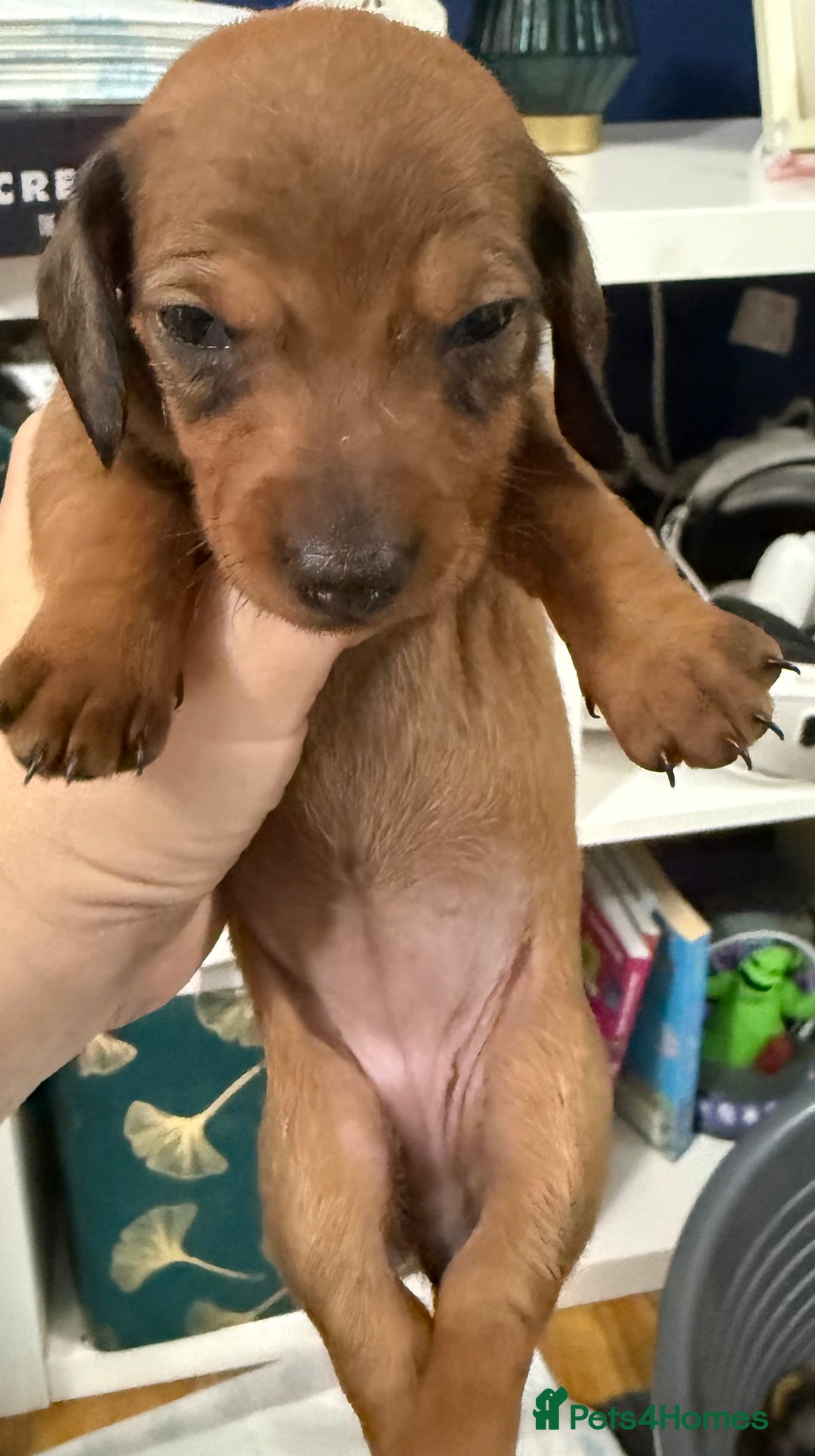 Miniature Dachshund dogs for sale: Miniature dachshund  - Image 5