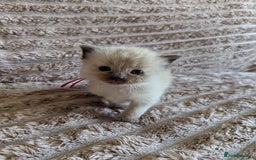 Ragdoll cats for sale: Beautiful Mink Seal Ragdolls  - Image 11