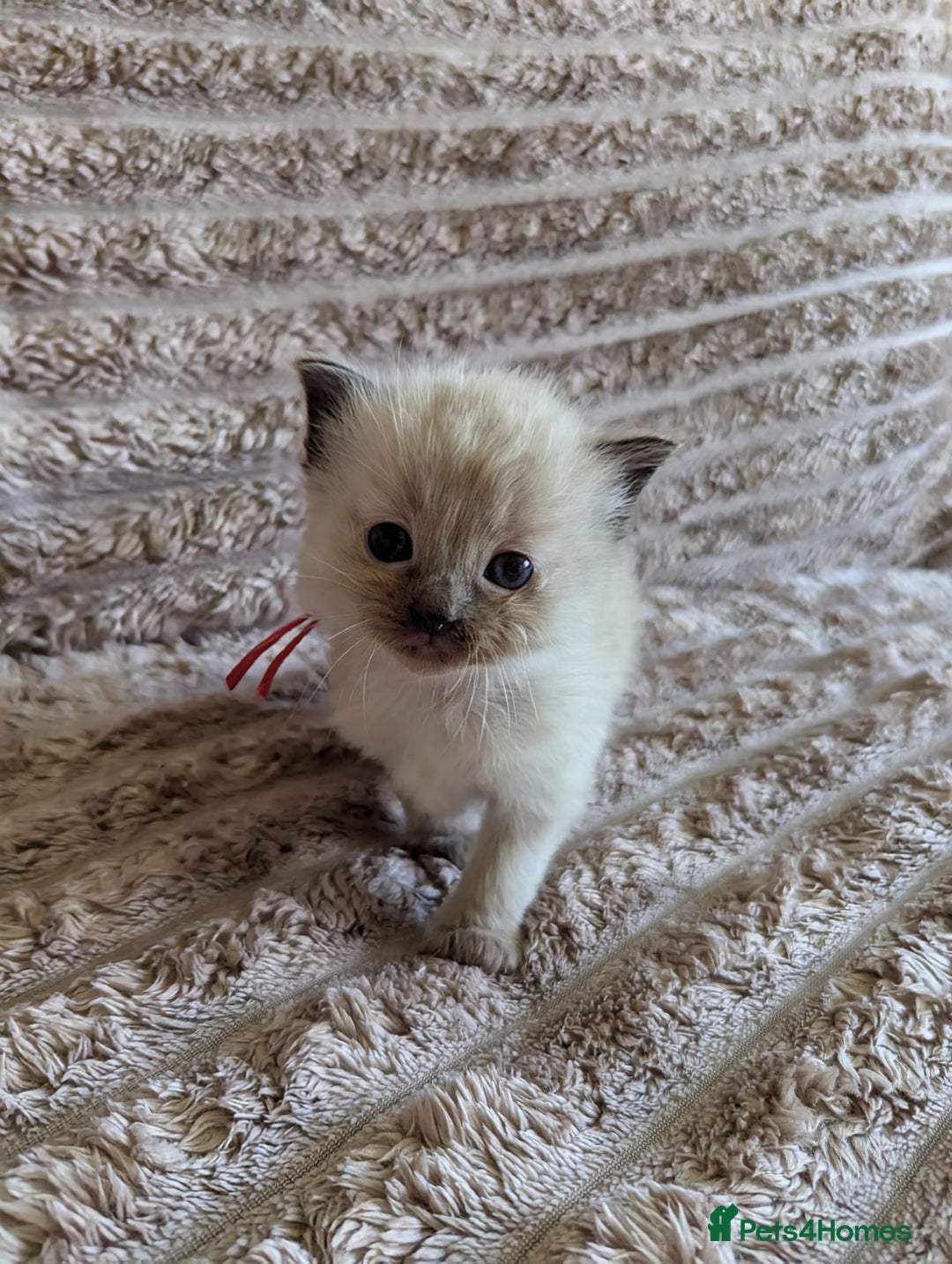 Ragdoll cats for sale: Beautiful Mink Seal Ragdolls  - Image 11