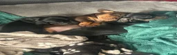 Miniature Dachshund dogs for sale: Miniature dachshund puppies for sale pure breed - Advert 6