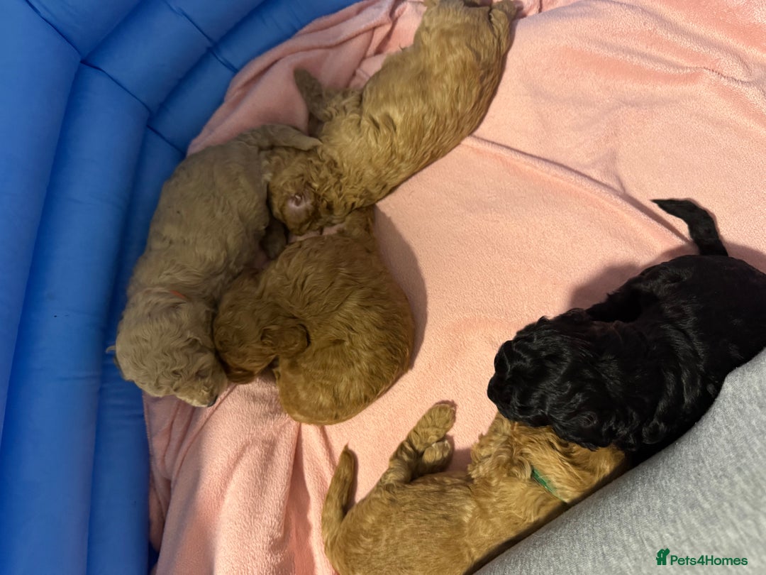 Toy Poodle dogs for sale: Toy poodle puppies *Ready for  ** * - Advert 9