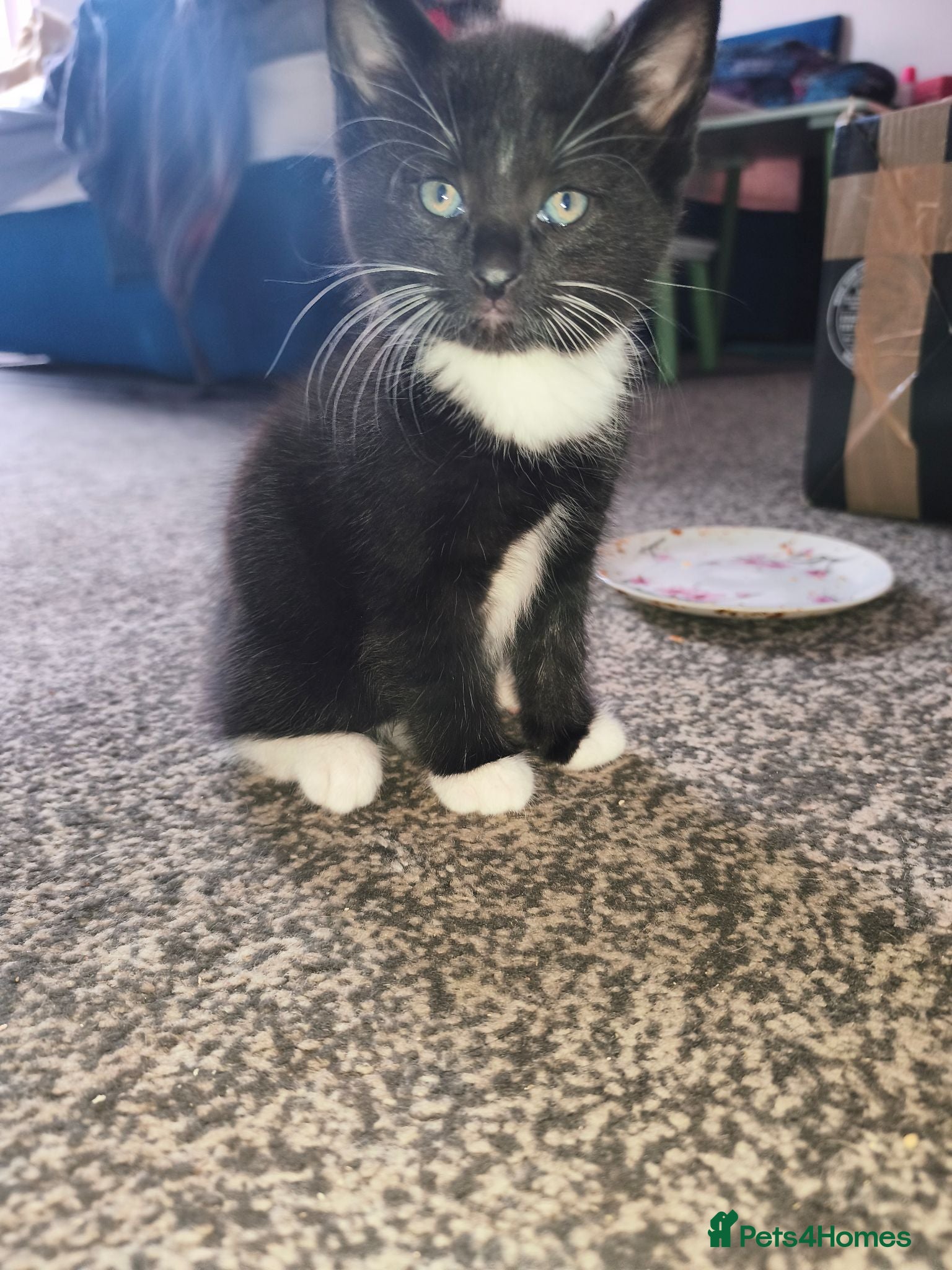 Mixed Breed cats Mixed breed black and white kitten - Advert 4
