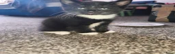 Mixed Breed cats for sale: Mixed breed black and white kitten - Advert 1