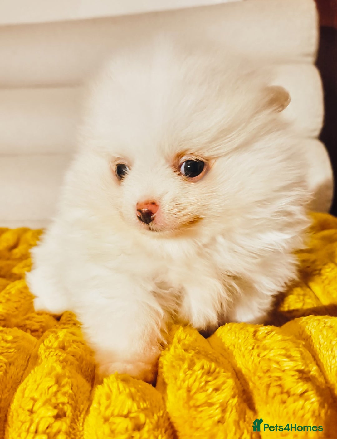 Pomeranian dogs for sale: 1 girl left - white/cream KC Pomeranian puppies  - Advert 2