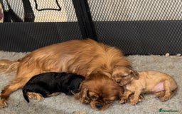 Cavalier King Charles Spaniel dogs for sale: 2 stunning little girls ready next week - Image 4