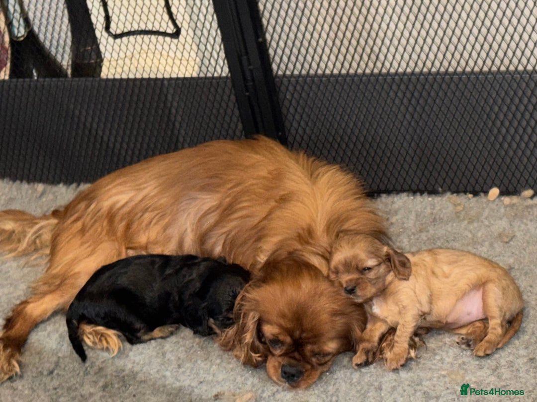 Cavalier King Charles Spaniel dogs for sale: 2 stunning little girls ready next week - Image 4