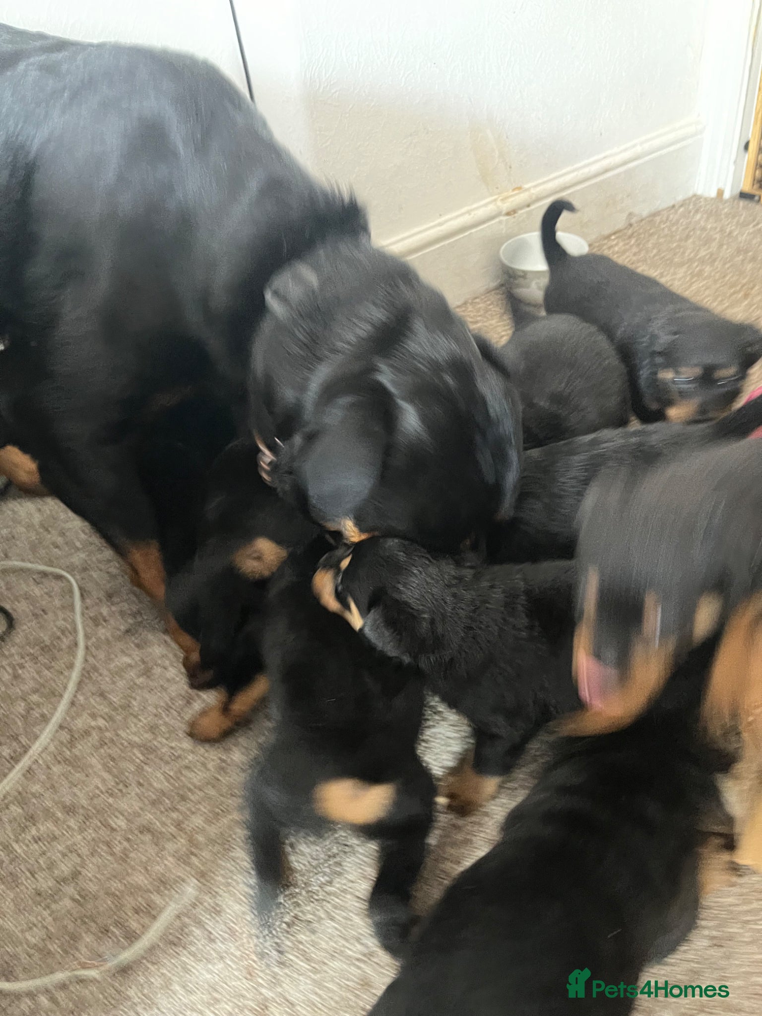 Rottweiler dogs for sale: Beautiful Chucky rottie pups - Advert 4