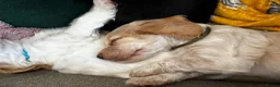 Cocker Spaniel dogs for sale: Stunning Working Cocker Spaniels  - Advert 4