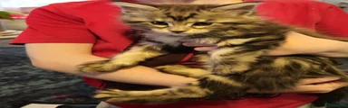 Nova