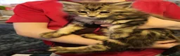 Maine Coon cats for sale: Maine Coone Kittens - Advert 4