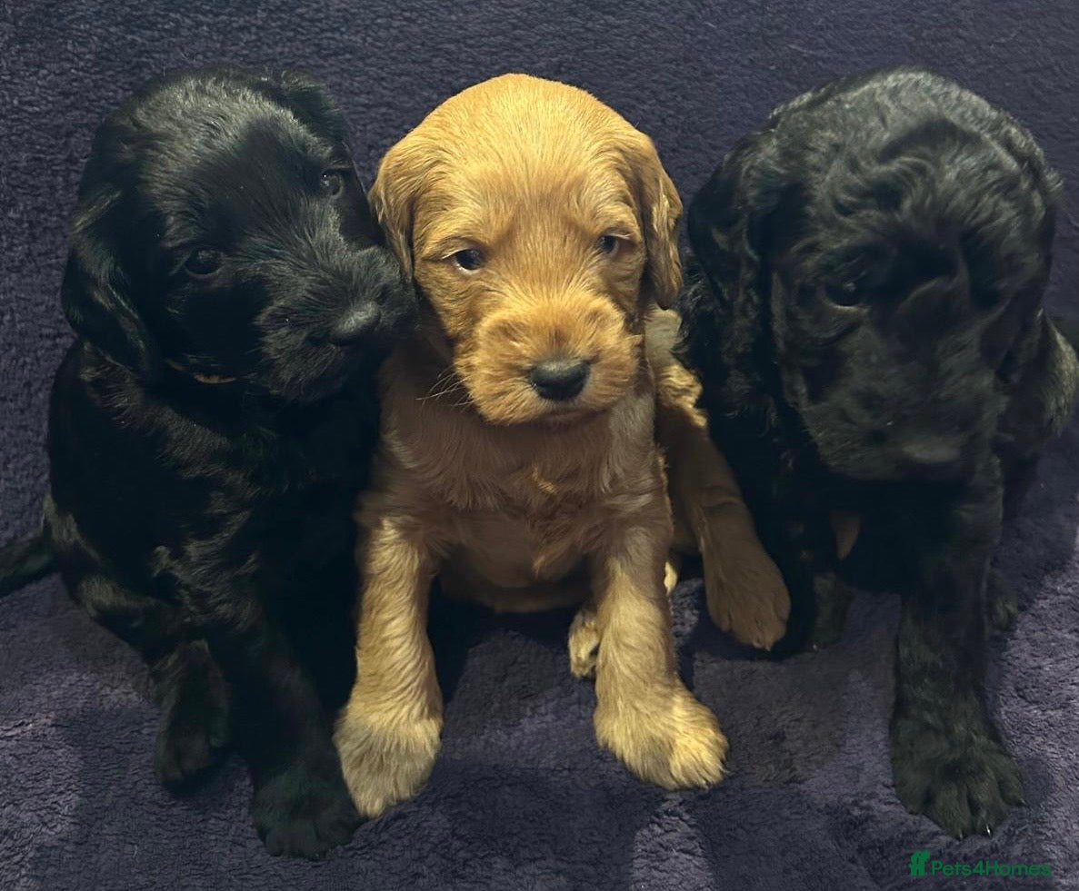 Labradoodle dogs Gorgeous miniature labradoodles-3 available - Advert 8