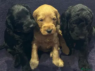 Labradoodle dogs Gorgeous miniature labradoodles-3 available - Advert 13