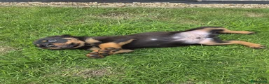 Rottweiler 7