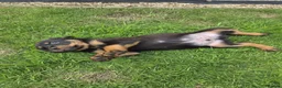 Rottweiler dogs for sale: PURE BREED ROTTWEILERS BIG LITTER in Knaresborough - Advert 6