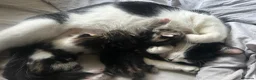 Mixed Breed cats for sale: TUXEDO X TABBY MIXED BRED KITTENS - Advert 2