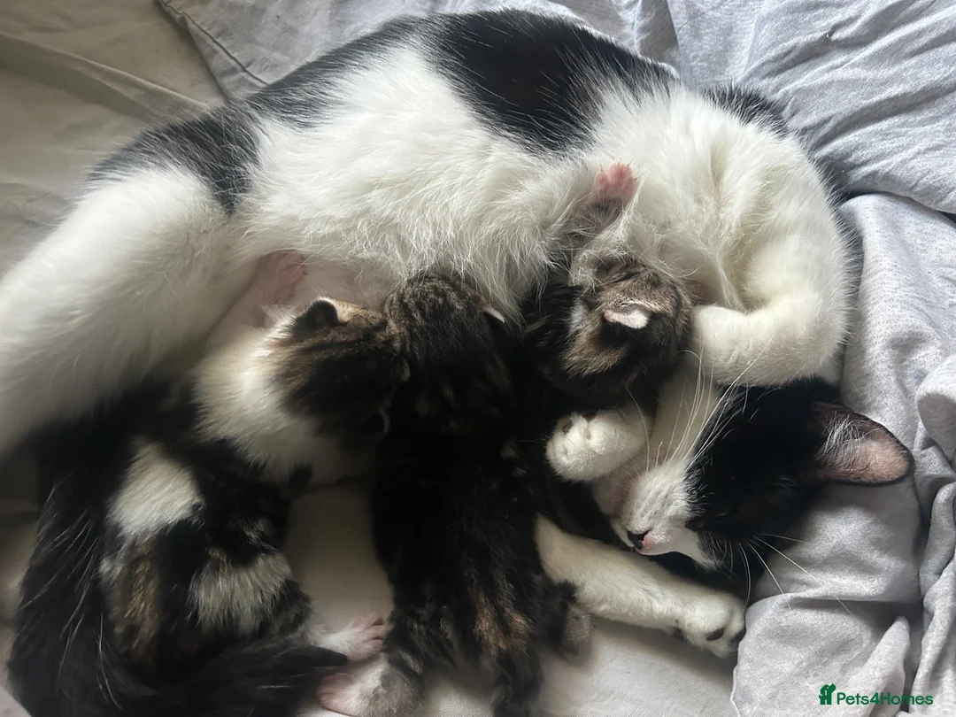 Mixed Breed cats for sale: TUXEDO X TABBY MIXED BRED KITTENS - Advert 2