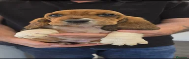 Basset Hound 2