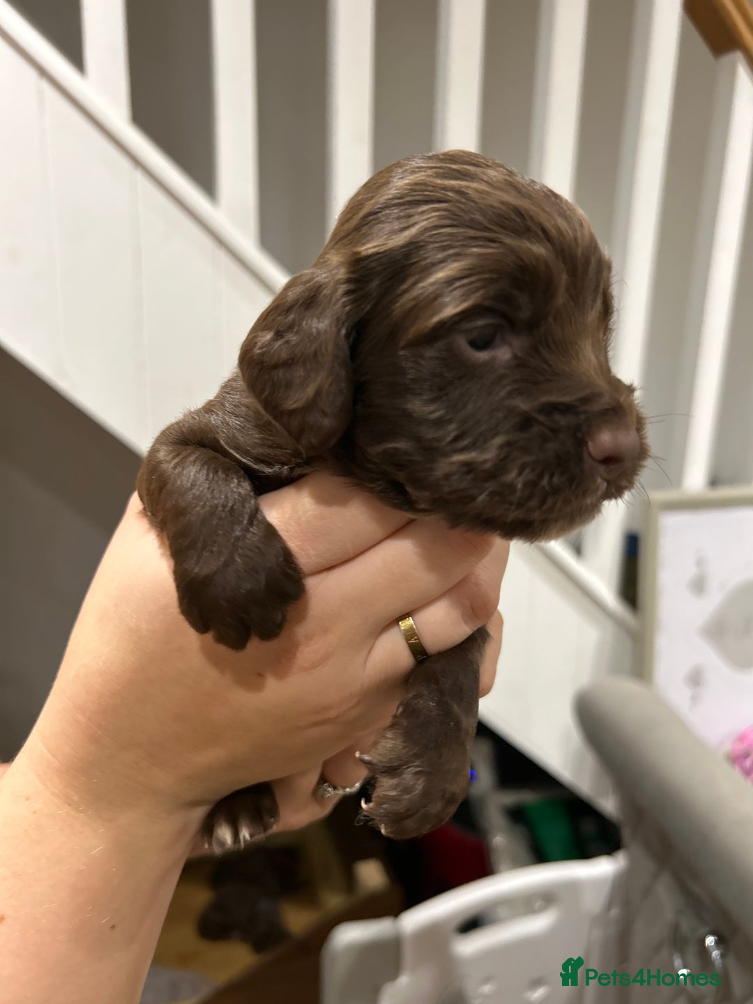 Sprocker dogs for sale: Sprocker pups  - Image 10