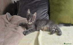 Maine Coon cats for sale: Maine coon kittens ready  - Image 3