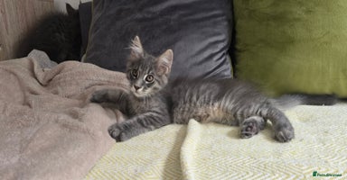 Maine Coon cats - Advert 1