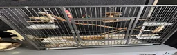 Conures birds for sale: Turquoise Pineapple Green-cheeked Conure for sale. - Advert 3