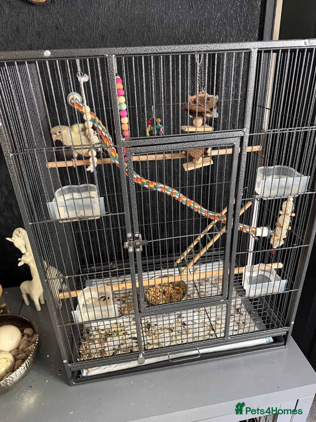 Conures birds for sale: Turquoise Pineapple Green-cheeked Conure for sale. - Advert 3